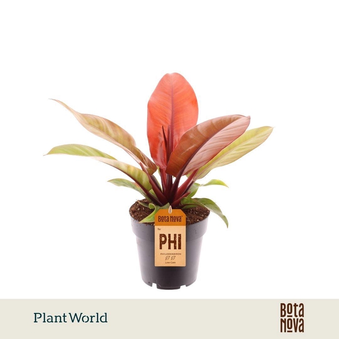 <h4>Philodendron Prince of Orange</h4>