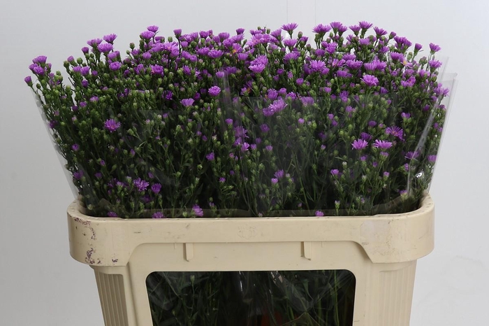 <h4>Aster Casarosa</h4>