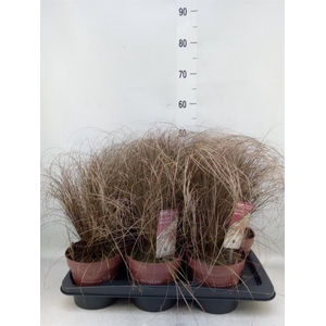 Carex comans 'Bronze Form'