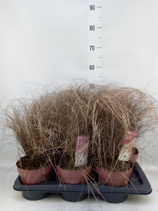 <h4>Carex comans 'Bronze Form'</h4>