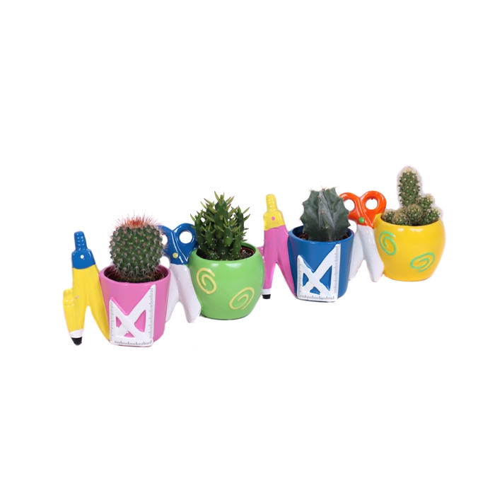 <h4>Cactus school mixplanter 5,5 cm</h4>