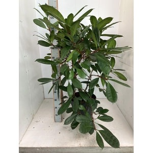 FICUS CYATHISTIPULA