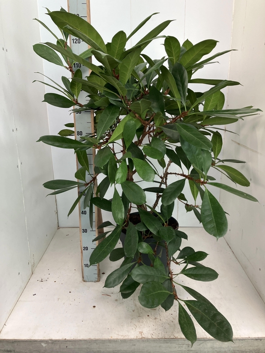 <h4>FICUS CYATHISTIPULA</h4>