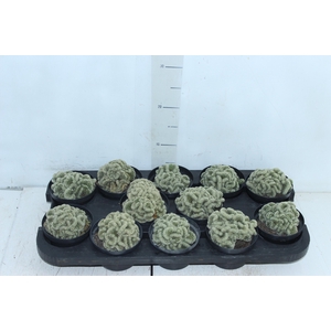 CACTUS MAMMILLARIA ELONGATA CRISTATA P11