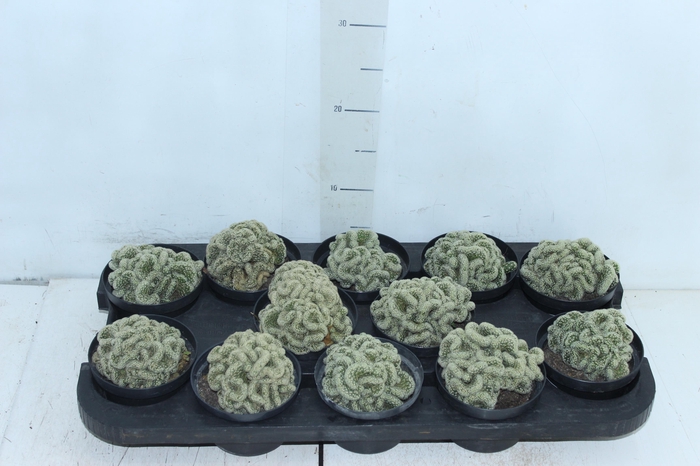 <h4>CACTUS MAMMILLARIA ELONGATA CRISTATA P11</h4>