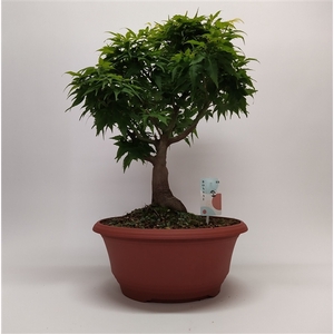 Acer Palmatum Sharp S Pygmy Bonsai 36 cm