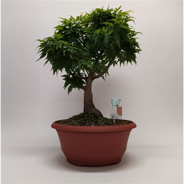 <h4>Acer Palmatum Sharp S Pygmy Bonsai 36 cm</h4>