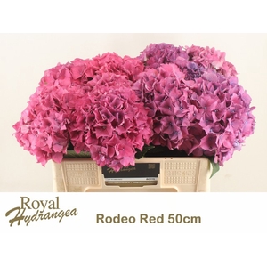 HYDR M CH RODEO RD