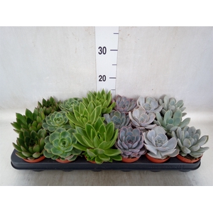 Echeveria   ...mix