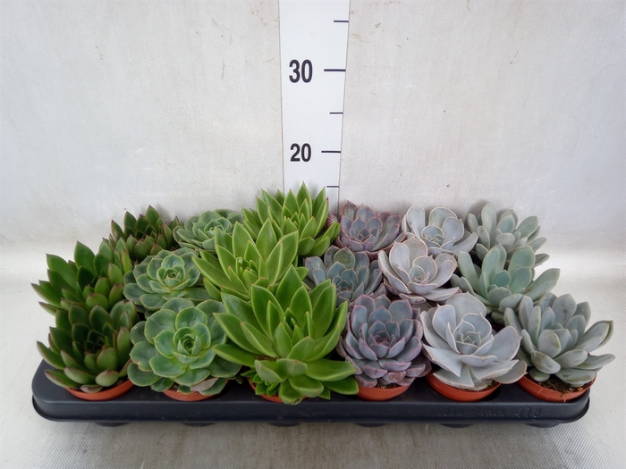 <h4>Echeveria   ...mix</h4>