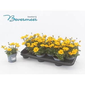 BID FE GOLDEN EMPIRE