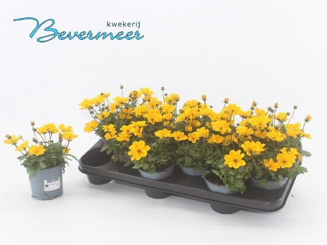 <h4>BID FE GOLDEN EMPIRE</h4>