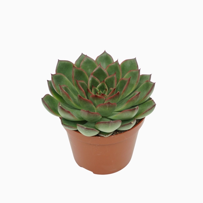 <h4>Echeveria</h4>