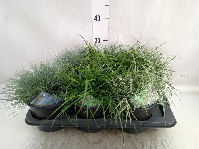 <h4>Siergras   ...mix 3 /tray   [Grass]</h4>