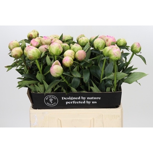 Paeonia Dinner Plate