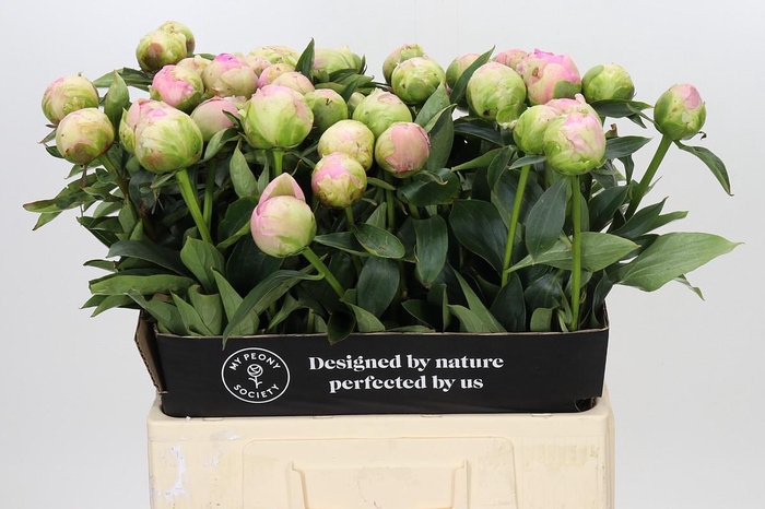 Paeonia Dinner Plate