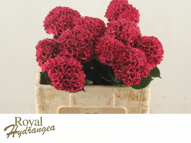 <h4>HYDR M MAG PINK RUBY</h4>