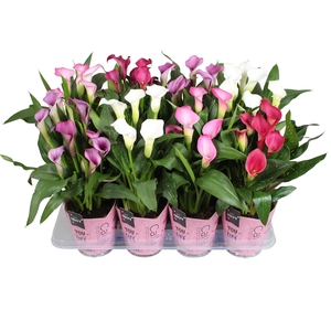 Zantedeschia gemengd Calla Moederdag mix met roze gift potcover