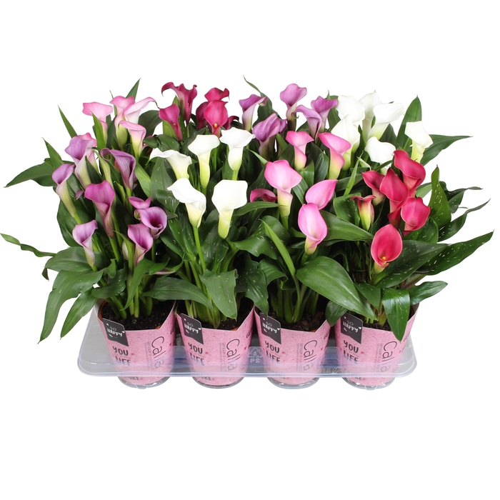<h4>Zantedeschia gemengd Calla Moederdag mix met roze gift potcover</h4>