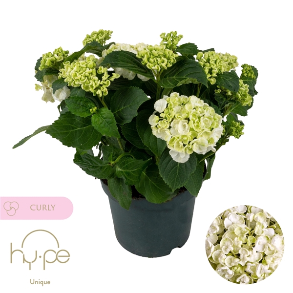 <h4>Hydrangea Curly Wurly White 7+ | Hy-pe Unique</h4>