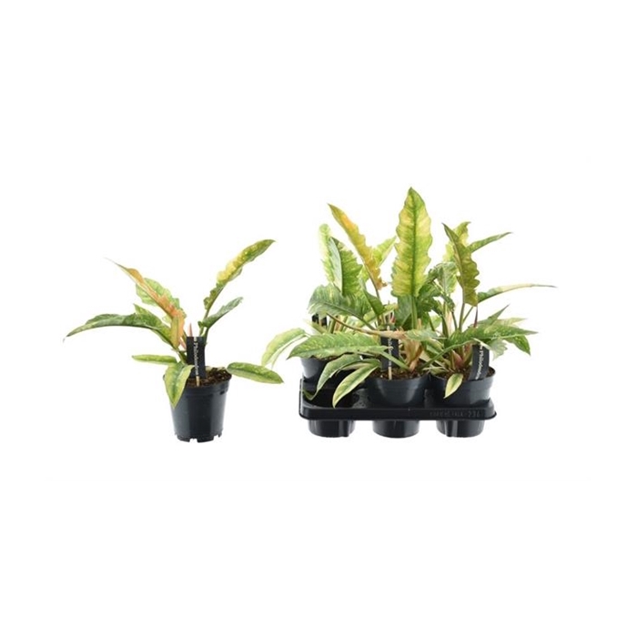 <h4>Philodendron Ring of Fire 14Ø 30cm</h4>