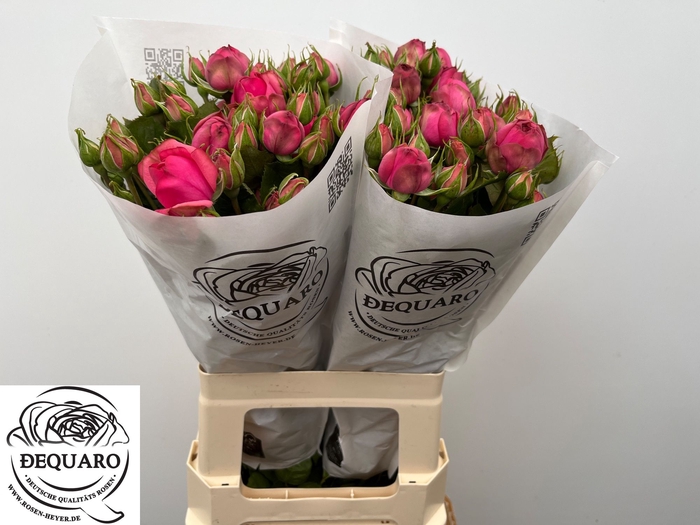 <h4>R Tr Pink Piano Freiland Franz Heyer</h4>