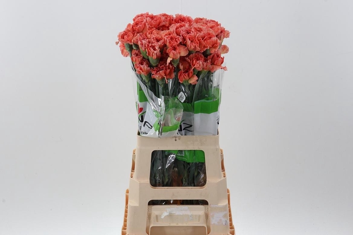 <h4>Di St Mandarin</h4>