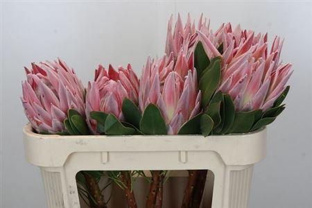 <h4>Protea Cynaroides</h4>