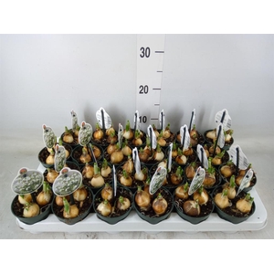 Galanthus nivalis   ...in pot