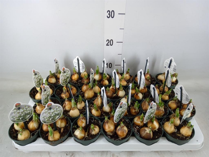 <h4>Galanthus nivalis   ...in pot</h4>