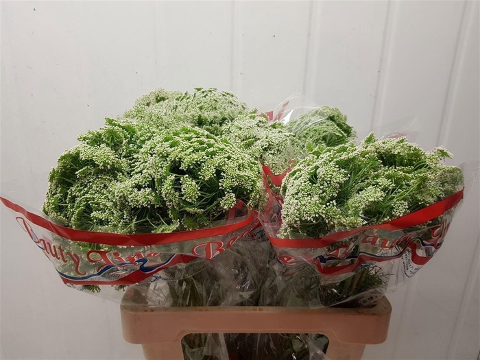 <h4>Ammi Visnaga Casablanca</h4>
