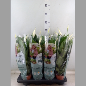Spathiphyllum  'Pico Cupido'