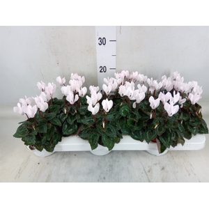 Cyclamen KL 'Midori'