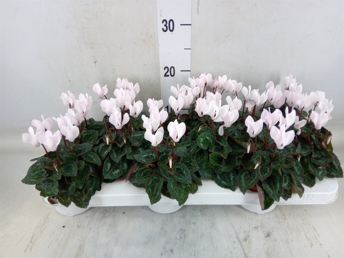 <h4>Cyclamen KL 'Midori'</h4>