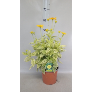 Heliopsis