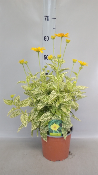 <h4>Heliopsis</h4>