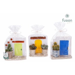 Terracotta Muurplanter met Cactus