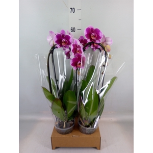 Phalaenopsis  'Elegant Cascade'