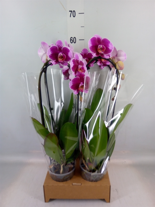 <h4>Phalaenopsis  'Elegant Cascade'</h4>