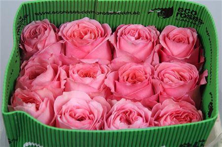 <h4>R Gr Pink X-pression Ec</h4>