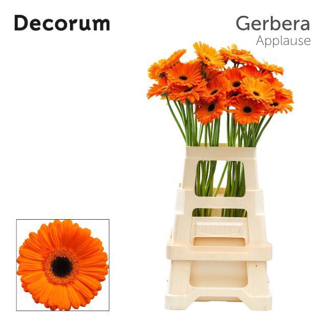 <h4>Gerbera Applause Water x40 Lang</h4>