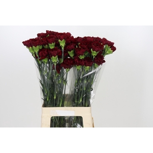 Dianthus St Zurigo