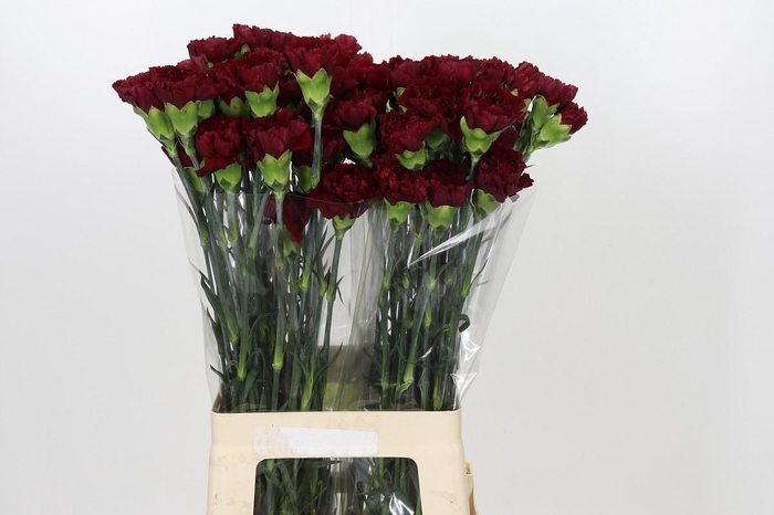 <h4>Dianthus St Zurigo</h4>