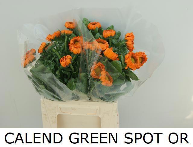 <h4>CALEND GREEN SPOT OR</h4>