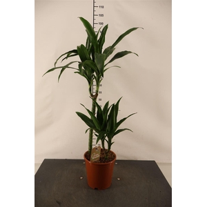 Dracaena 19 Cm. P. Janet Craig 90 Cm. Hoog