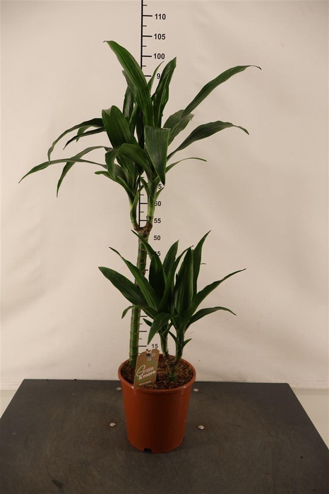 Dracaena 19 Cm. P. Janet Craig 90 Cm. Hoog