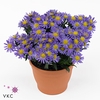 Aste Magic Blue