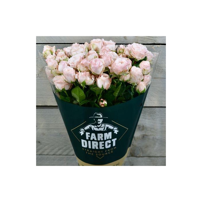 <h4>R Tr Bombastic</h4>