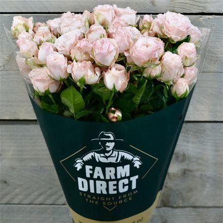 <h4>R Tr Bombastic</h4>