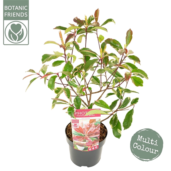 <h4>Photinia fras. 'Pink Marble'®</h4>
